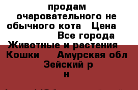 продам очаровательного не обычного кота › Цена ­ 7 000 000 - Все города Животные и растения » Кошки   . Амурская обл.,Зейский р-н